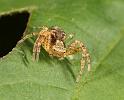 Xysticus_cristatus_D8182_Z_88_Bij afgraving_Nederland